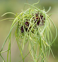 Allium vineale HAIR