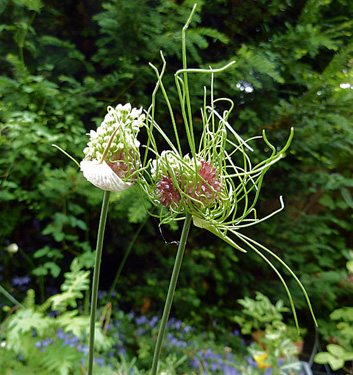 Allium vineale HAIR