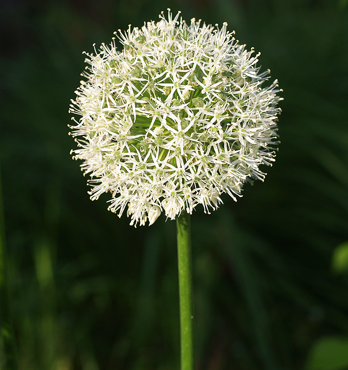 Allium MONT BLANC