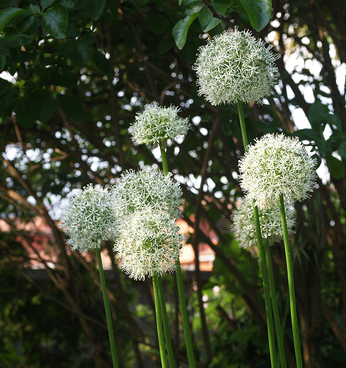 Allium MONT BLANC