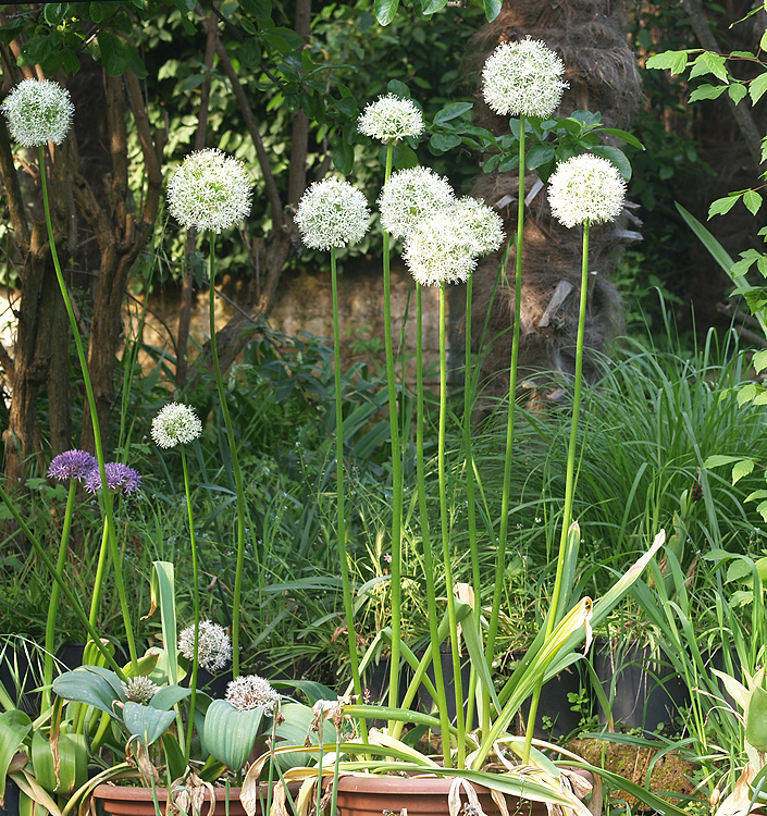 Allium MONT BLANC