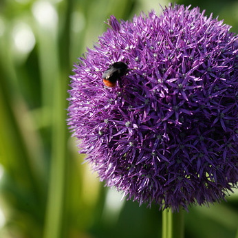 Allium PINBALL WIZARD