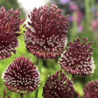 Allium RED MOHICAN