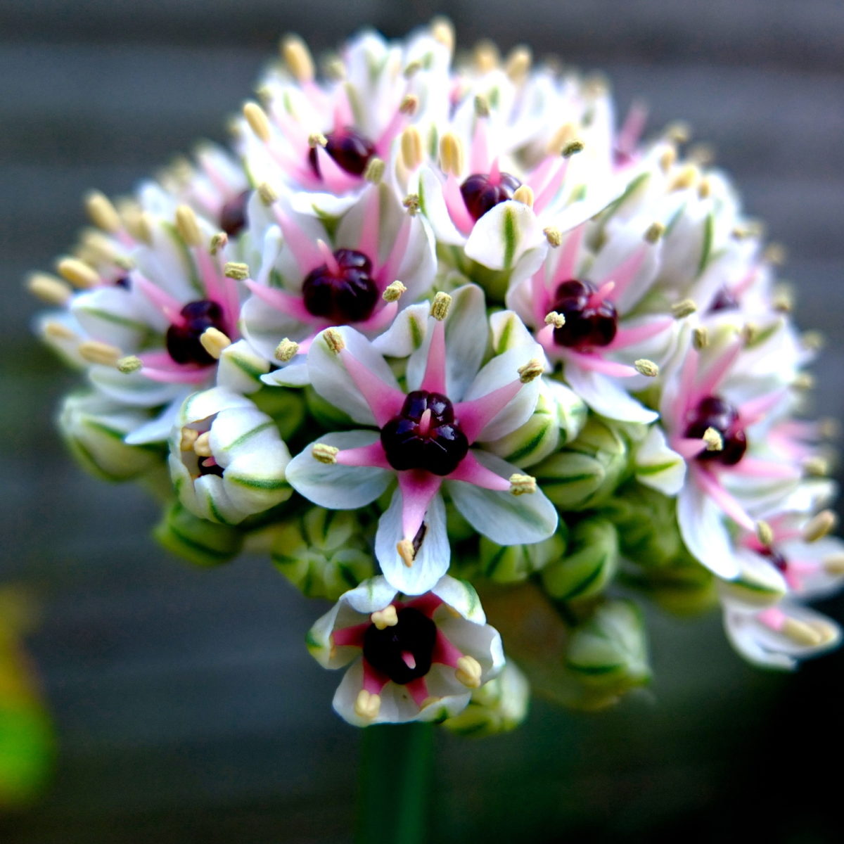 Allium basalticum SILVER SPRING
