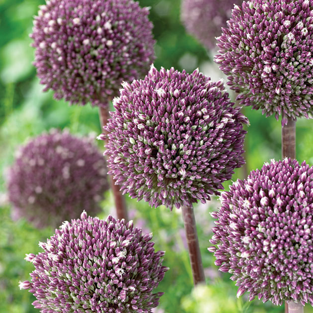 Allium SUMMER DRUMMER