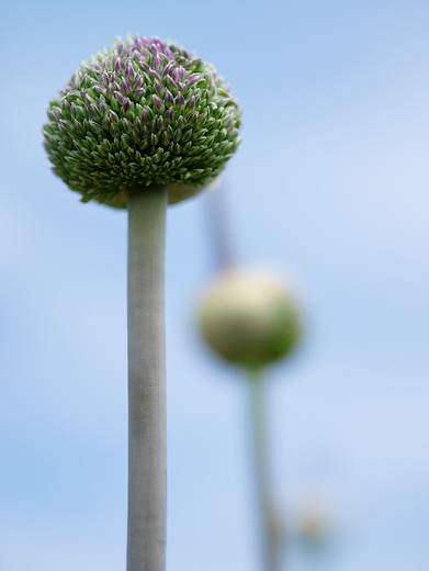 Allium SUMMER DRUMMER