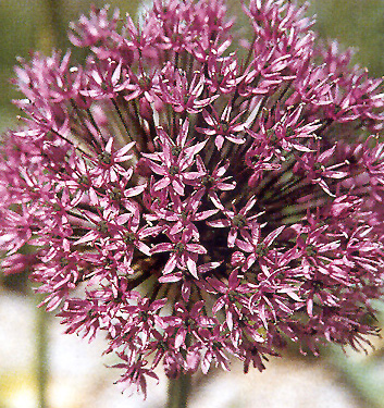Allium aflatunense