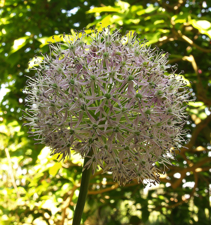 Allium aflatunense