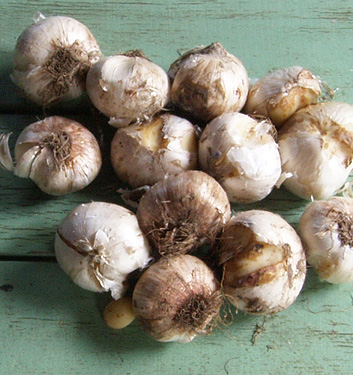 Allium aflatunense