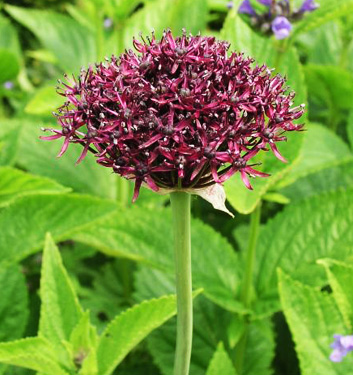 Allium atropurpureum