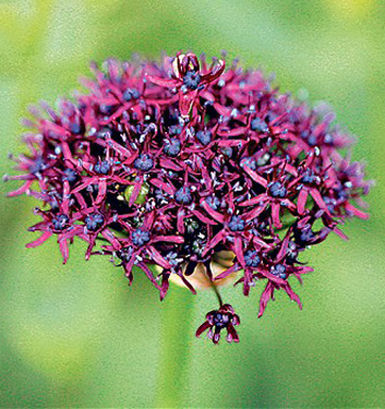 Allium atropurpureum