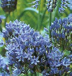 Allium caeruleum (azureum)