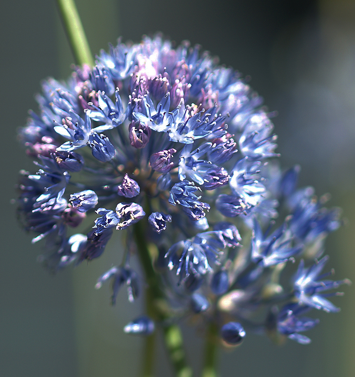 Allium caeruleum (azureum)