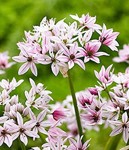 Allium CAMELEON