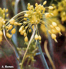 Allium flavum