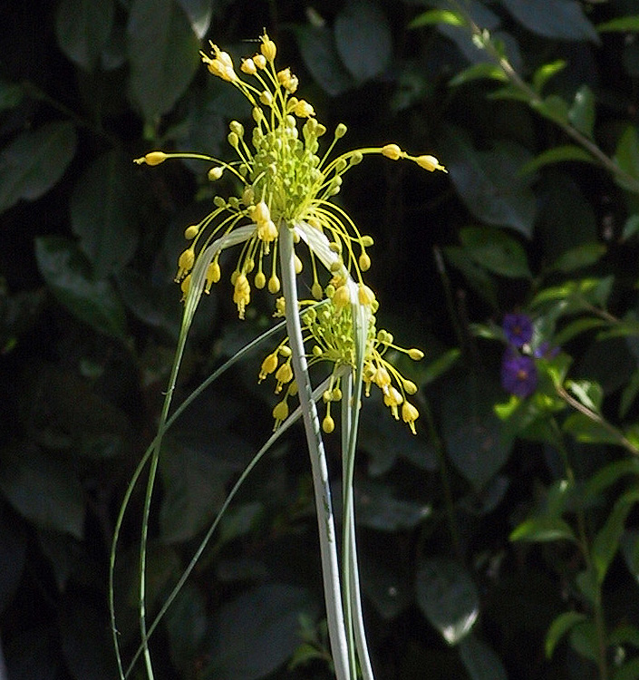 Allium flavum