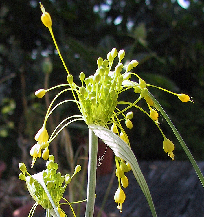 Allium flavum