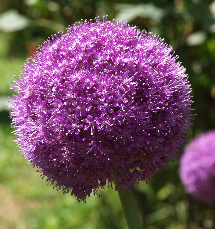 Allium giganteum