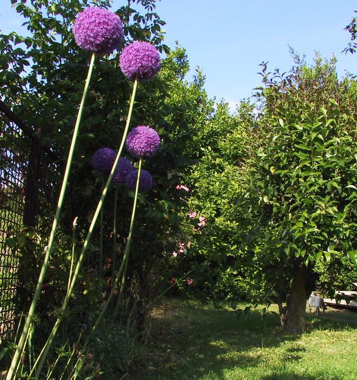 Allium giganteum
