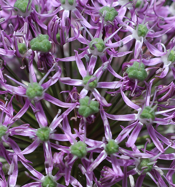 Allium giganteum