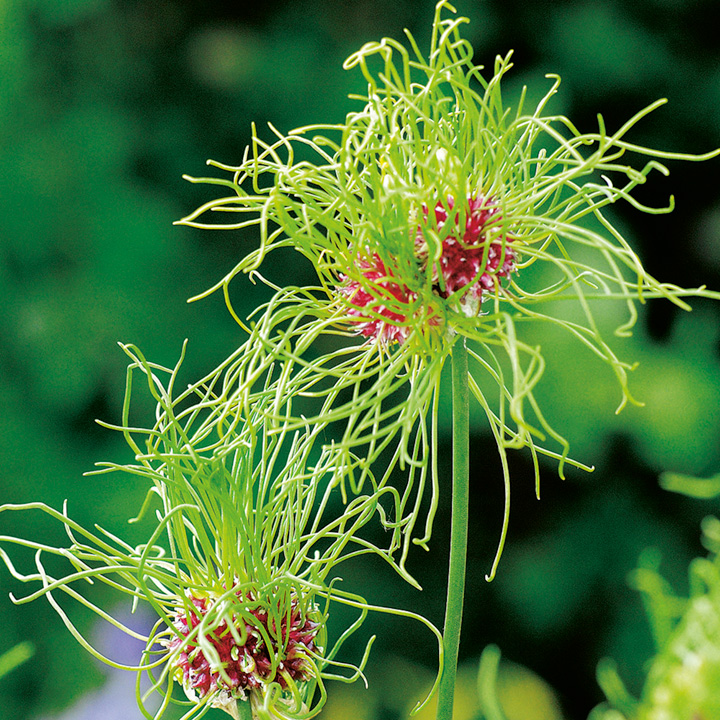Allium vineale HAIR