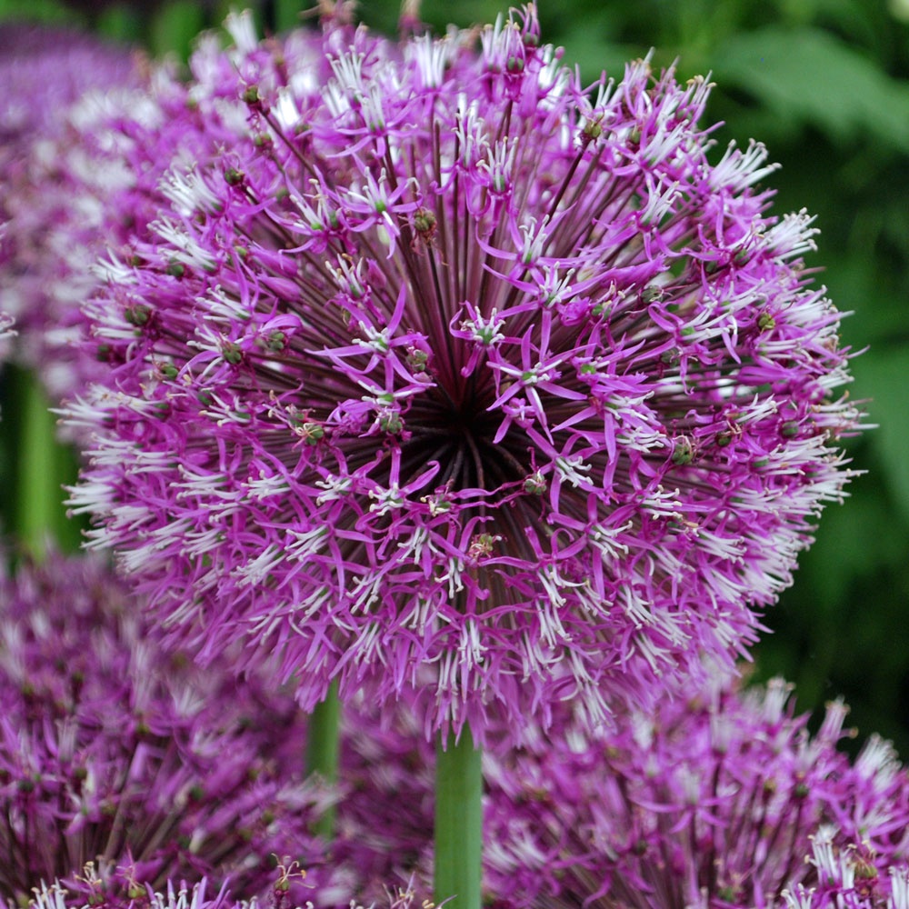 Allium jesdianum EARLY EMPEROR
