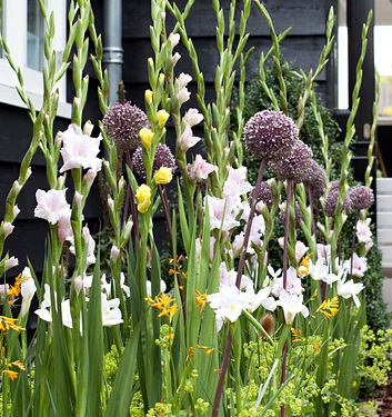 Allium jesdianum EARLY EMPEROR