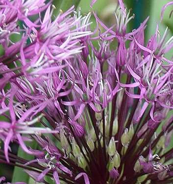 Allium jesdianum EARLY EMPEROR