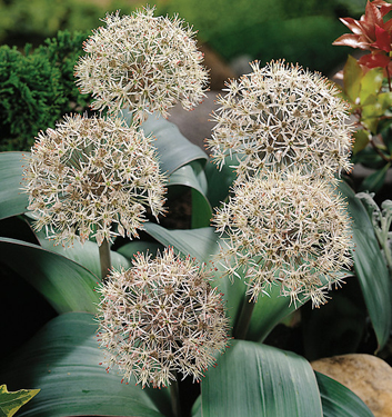 Allium karataviense