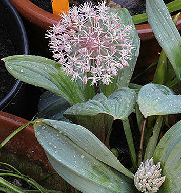 Allium karataviense
