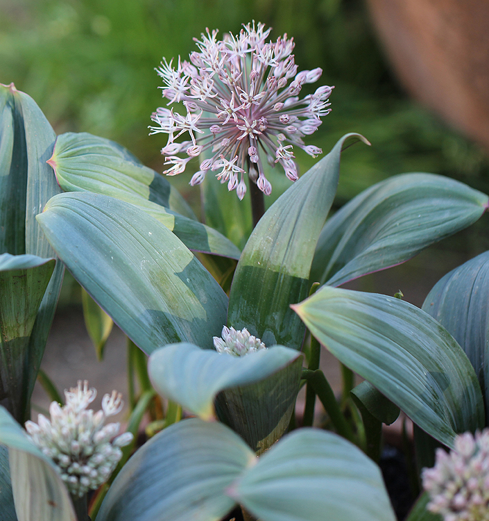 Allium karataviense