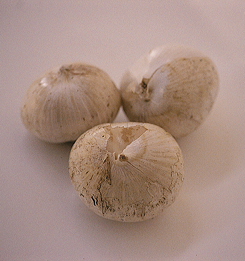 Allium karataviense