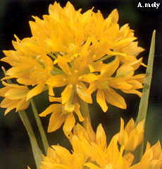 Allium moly (luteum)
