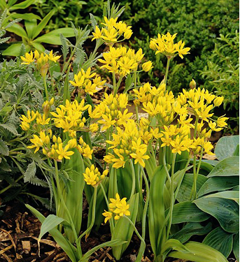 Allium moly (luteum)