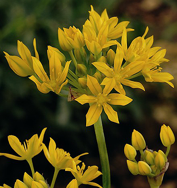 Allium moly (luteum)