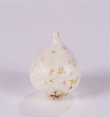 Allium moly (luteum)