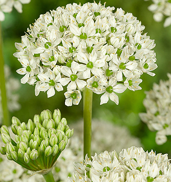 Allium nigrum (multibulbosum)