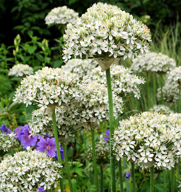 Allium nigrum (multibulbosum)
