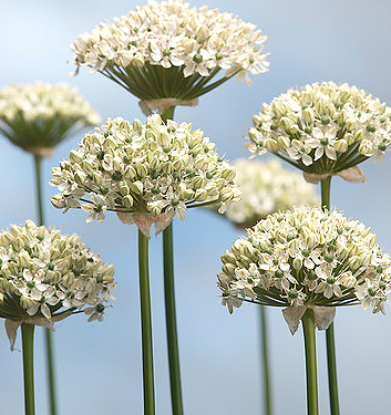 Allium nigrum (multibulbosum)