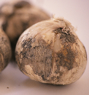 Allium nigrum (multibulbosum)