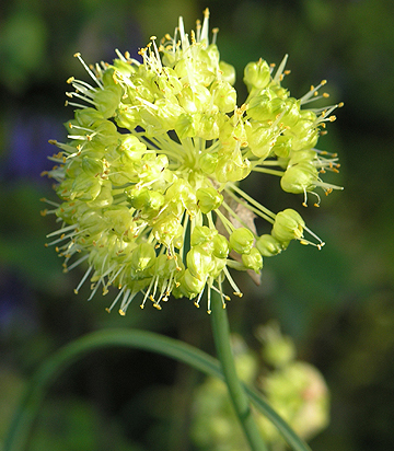 Allium obliquum