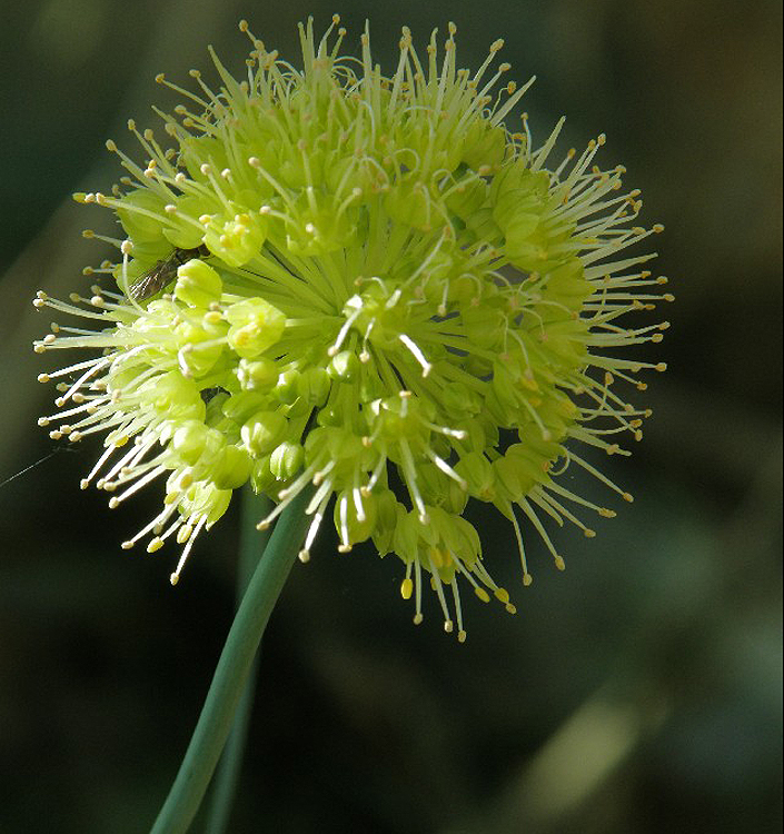 Allium obliquum