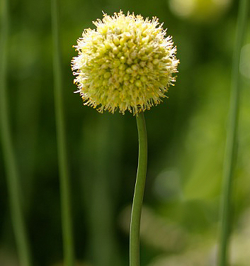 Allium obliquum