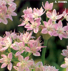 Allium roseum