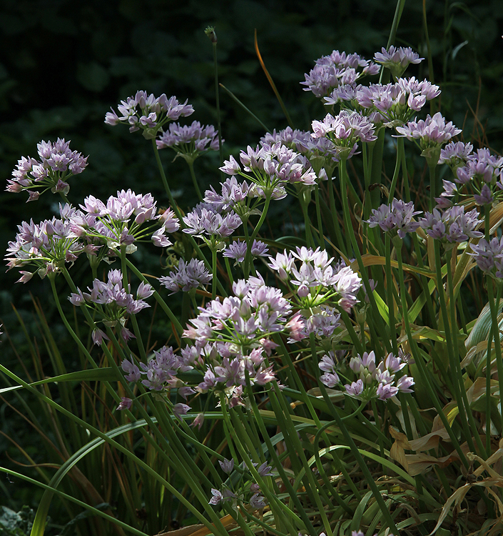 Allium roseum