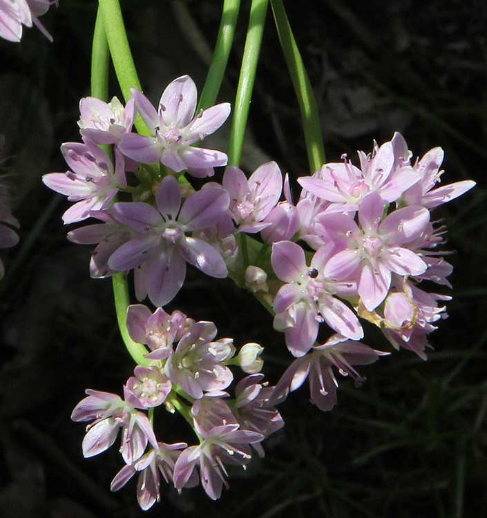 Allium roseum