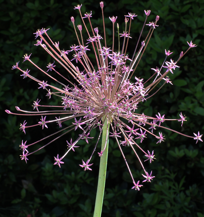 Allium schubertii