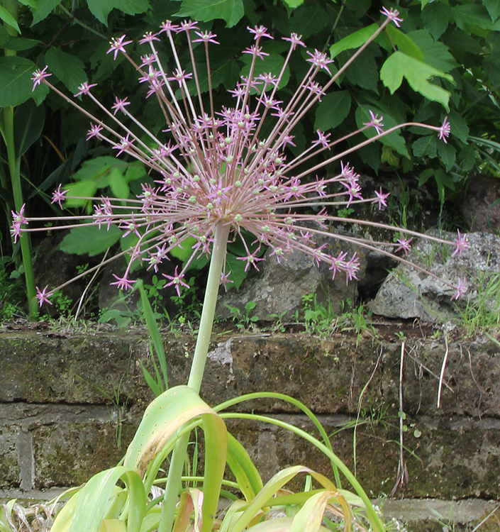 Allium schubertii