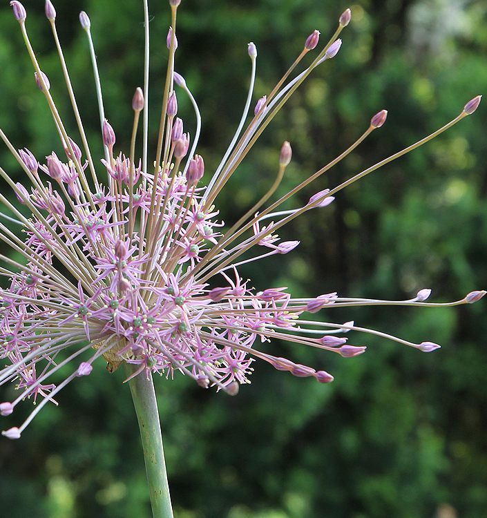 Allium schubertii
