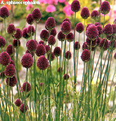 Allium sphaerocephalon